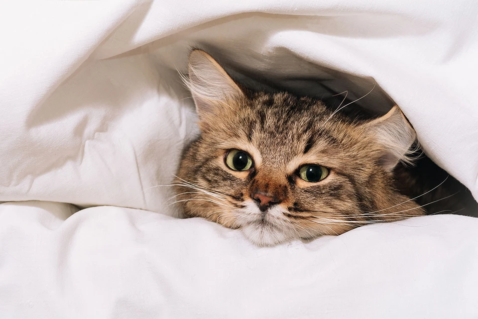Полезно ли делить постель с котиками: плюсы и минусы совместного сна
