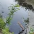 Малыш утонул в деревне Выбье в Ленобласти