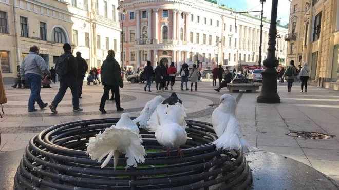 В Петербурге прокуратура добилась блокировки сайта со способами травли голубей