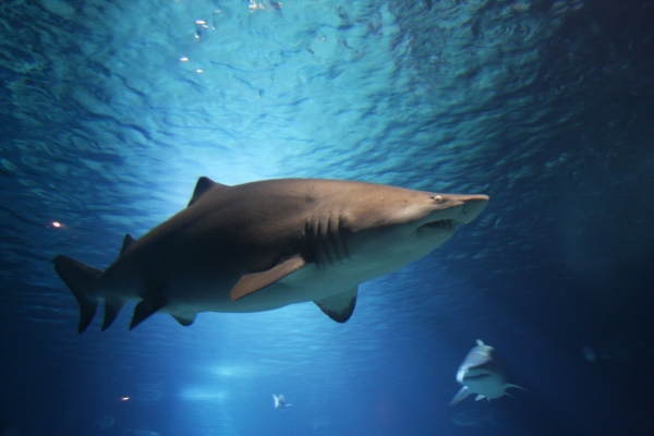 АТОР: где и на какой срок запрещено купание в Египте из-за нападения акул