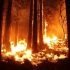 В Европе тысячи людей эвакуированы из-за лесных пожаров - Новости Санкт-Петербурга