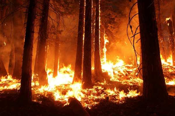 В Европе тысячи людей эвакуированы из-за лесных пожаров