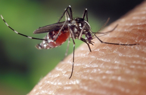 Лакмусовая бумажка: комары могут предсказать рак крови за 10 лет до первых симптомов