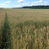 Ленинградская область убирает зерно