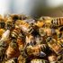 Павел Глазков рассказал о летних пчелах и объяснил, как самостоятельно снять осиное гнездо - Новости...