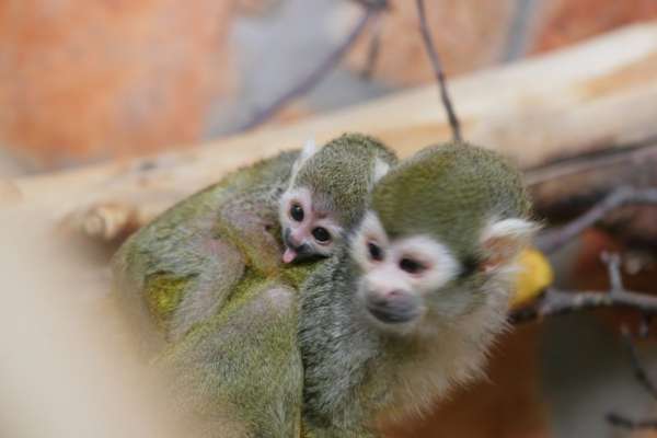В зоопарке Петербурга подросло первое поколение обезьянок саймири
