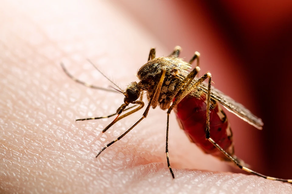 Можно ли умереть от укуса комара в лоб: Правда от ученого МГУ