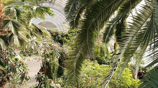 В 2024 году оранжереи Таврического сада превратят в культурное пространство