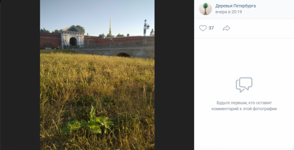 Петербуржцы жалуются на выросший в центре города борщевик и умирающие газоны