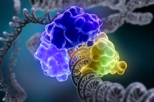 Ученые нашли ген, позволяющий наращивать мышцы без тренировок 