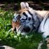 Спасенную в Приморье амурскую тигрицу отправят в Московский зоопарк