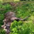 На дорогах Ленобласти с начала года погибли 72 диких животных