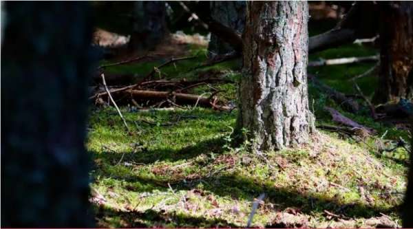 В лесополосе Тосненского района грибник нашел гниющий труп мужчины, присыпанный землей