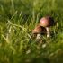 Любителям «тихой охоты» рассказали, какие грибы и ягоды сейчас растут под Петербургом - Новости Санк...