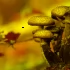 Заблудившаяся в лесу петербурженка умерла от отравления грибами