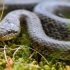 Герпетолог Ермолов рассказал, опасен ли змеиный яд, если его проглотить