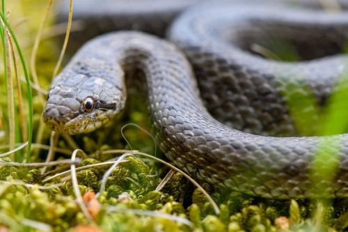 Герпетолог Ермолов рассказал, опасен ли змеиный яд, если его проглотить 