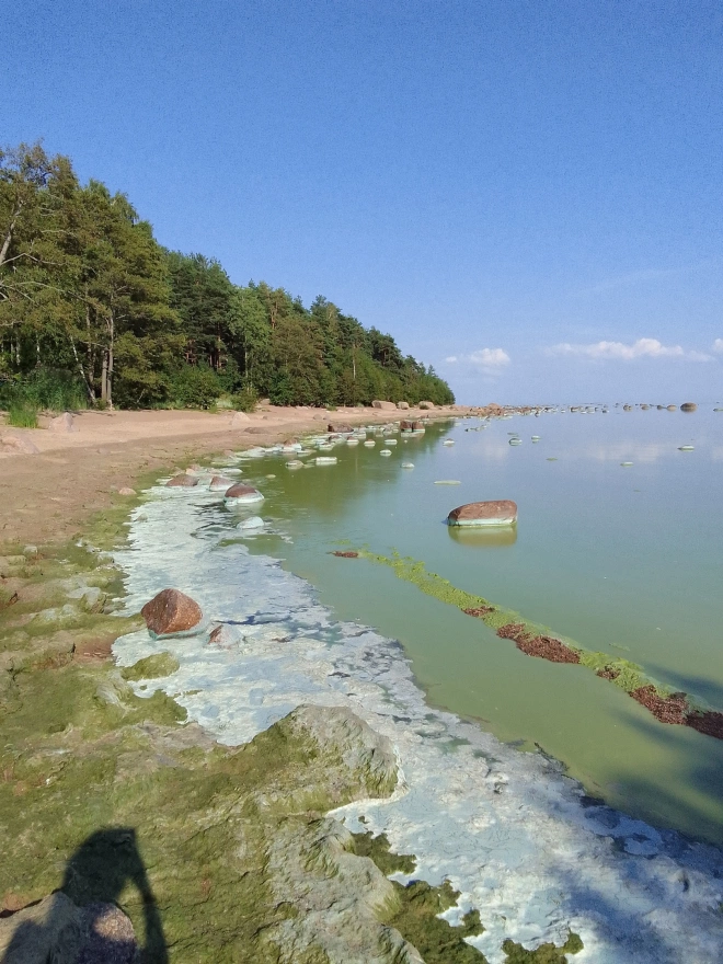 Из-за жары Финский залив превратился в зеленое болото