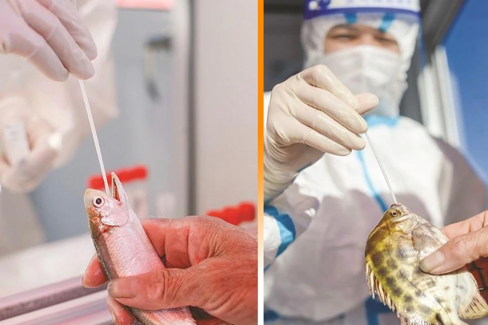 В китайском Сямэне обязали крабов и рыб сдавать тест на коронавирус