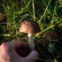 Биолог Глазков рассказал, где искать грибы в лесах под Петербургом - Новости Санкт-Петербурга