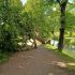 В Петербурге перед штормом в выходные не устояли 267 деревьев - Новости Санкт-Петербурга