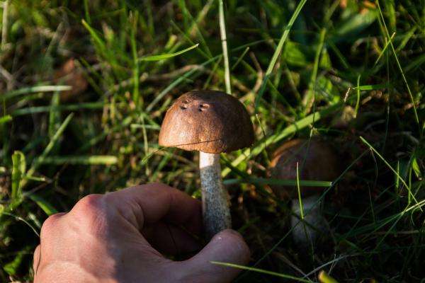 Эксперт связал отравления грибами с ухудшением экономической ситуации