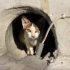Петербургские кошки задыхаются в замурованных подвалах из-за управляющих компаний - Новости Санкт-Пе...
