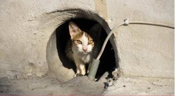 Петербургские кошки задыхаются в замурованных подвалах из-за управляющих компаний