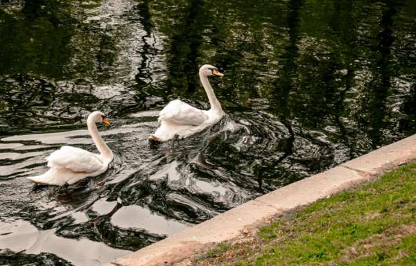 Лебеди в пруду Пискаревского мемориального кладбища в Петербурге стали родителями