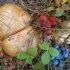 Петербурженка насмерть отравилась лесными грибами