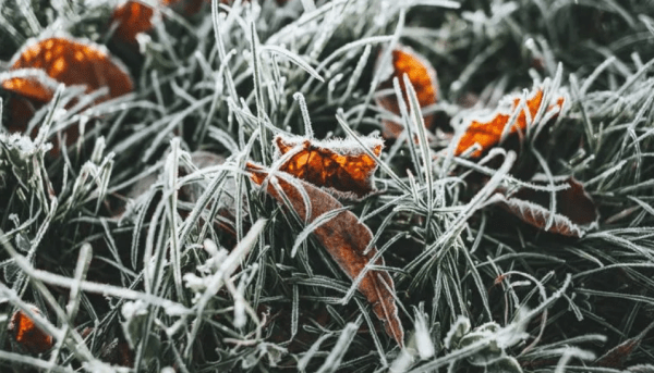 Колесов предупредил об однообразной погоде и ночных заморозках в Ленобласти на неделе