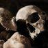 В лесах Тосненского района обнаружили человеческий череп - Новости Санкт-Петербурга