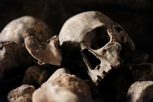 В лесах Тосненского района обнаружили человеческий череп
