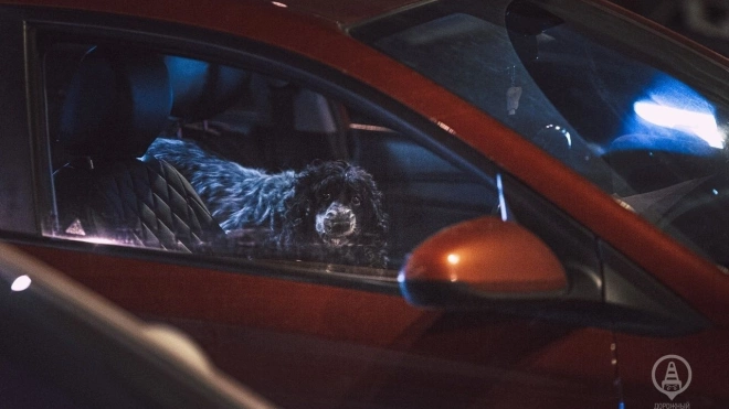В Петербурге собака продегустировала шаверму водителя, пока тот общался с правоохранителями