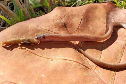 Ученые обнаружили труп самой редкой змеи Северной Америки, погибшей по неожиданной причине 