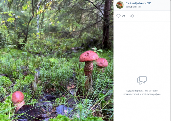 Петербургским грибникам не повезло в поисках грибов даже после дождей