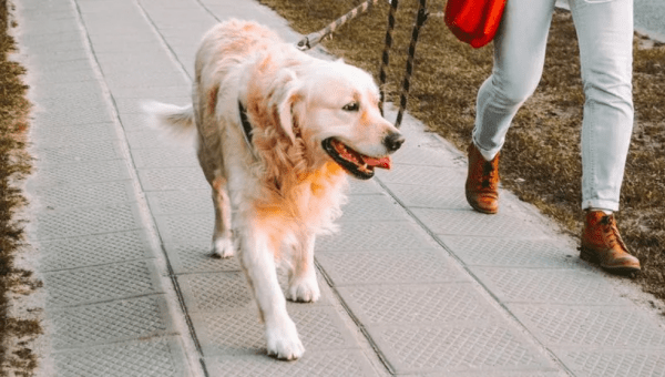 В Петербурге собакам-поводырям предложили выдавать пенсии