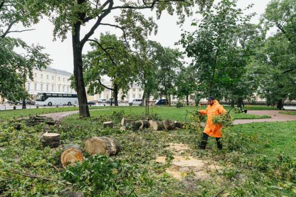 В Комитете по благоустройству рассказали, сколько деревьев пострадали из-за циклона &#171;Орнелла&#187;