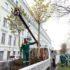 Деревья в кадках переезжают из центра Петербурга на ПМЖ - Новости Санкт-Петербурга