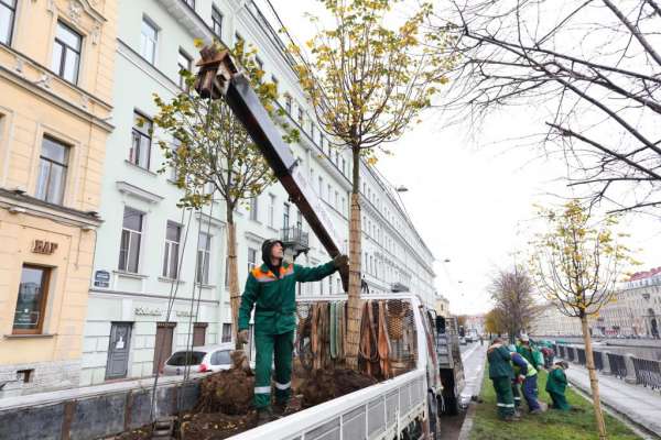 Деревья в кадках переезжают из центра Петербурга на ПМЖ