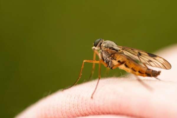 Не группа крови: ученые разгадали загадку, почему некоторые люди кажутся &#171;более аппетитными&#187; для комаров, чем другие