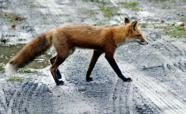Жителей Ленобласти предупредили о появлении лисиц вблизи домов