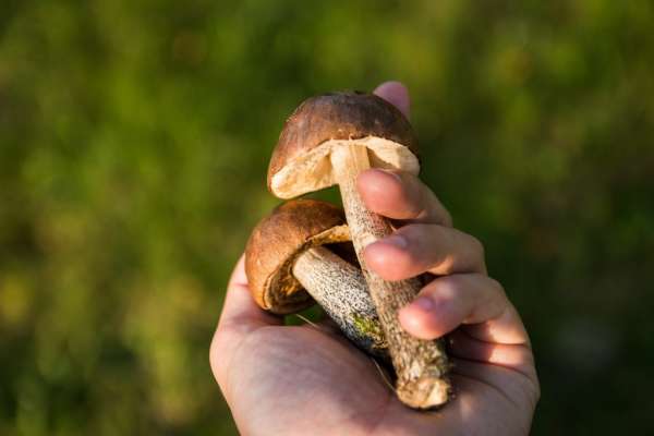 Петербургский грибник похвастался уловом белых грибов в Удельном парке