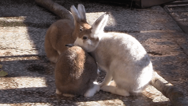 В Ленинградском зоопарке рассказали, как зайцы-беляки готовятся к зиме