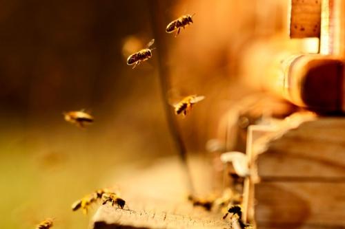 Ученые выяснили, как считают пчелы 