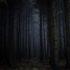 В лесу около одного из петербургских СНТ местные грибники наткнулись на скелетированный труп человек...