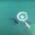 Охоту косаток на акул сняли на видео с дрона