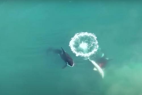 Охоту косаток на акул сняли на видео с дрона 