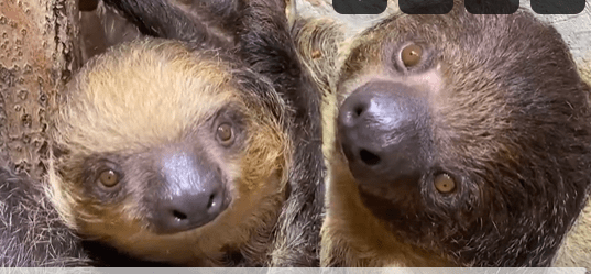 В Ленинградском зоопарке детенышу ленивцев исполнился 1 год