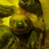 Ленинградский зоопарк объявил конкурс на имя для ленивца